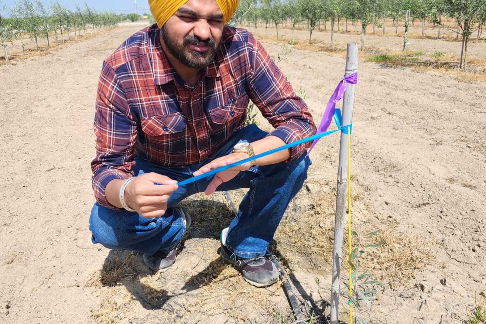 Sunnyrudh Singh examining a young orchard planting during a USA field visit
