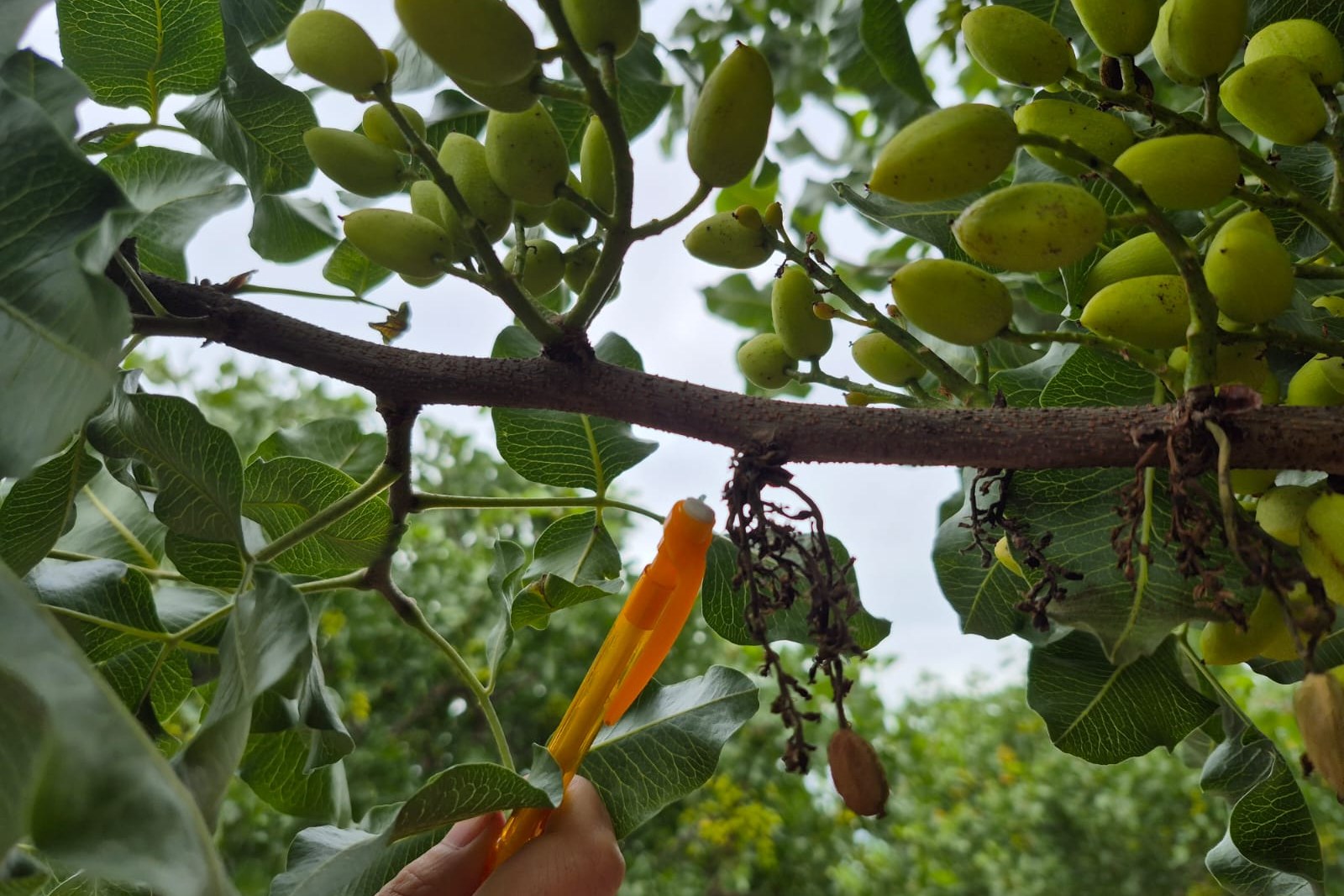 Fruit crop trial observation during field visit