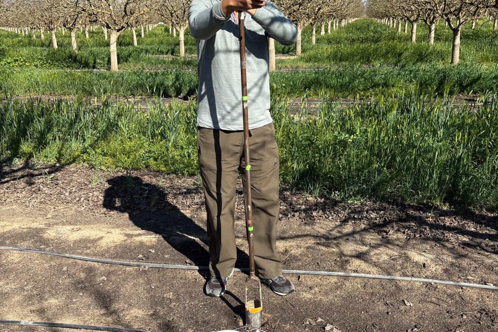 Researcher collecting field measurements in an orchard system